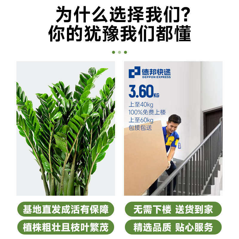 金钱树盆栽植物室内花卉大型客厅花盆绿植大摇钱串子开业送礼