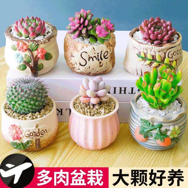多肉植物组合室内小盆栽玉露桃蛋老桩仙人球绿植幼儿园仙人掌DIY