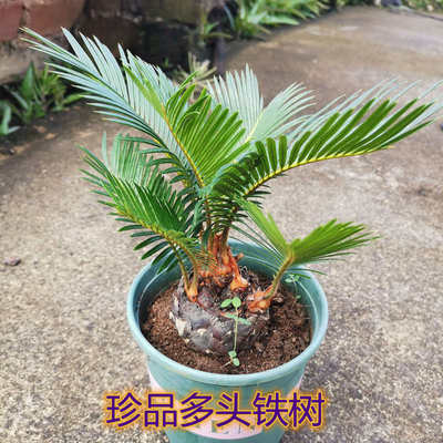 多头铁树铁树盆栽客厅盆栽四季常青绿植庭院办公室防辐射净化空气