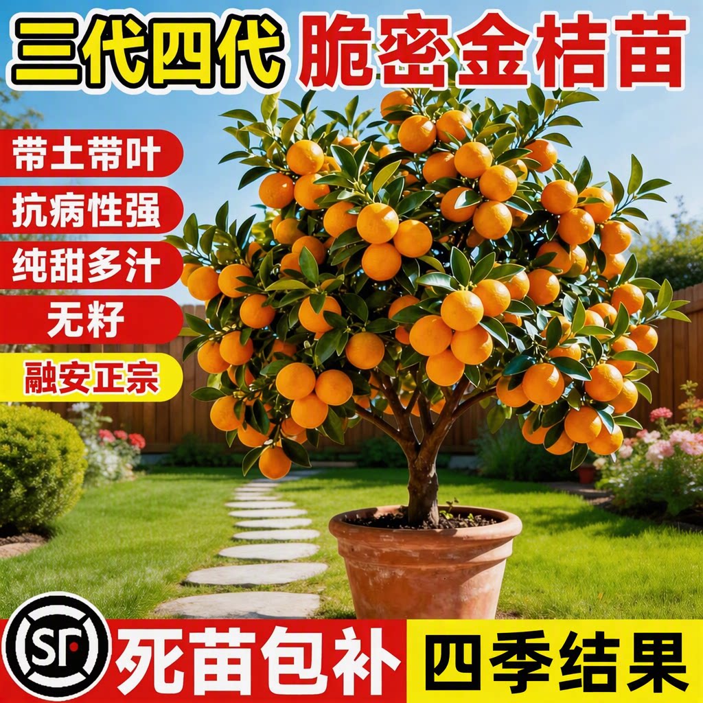 广西融安脆蜜金桔树苗盆栽带果无籽大果庭院种植四季结果死苗包补