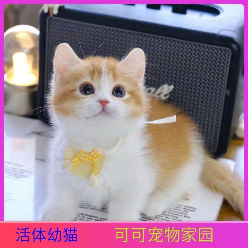 中华田园猫咪三花猫狸猫家养宠物猫咪可爱白猫英短猫金渐层幼猫咪