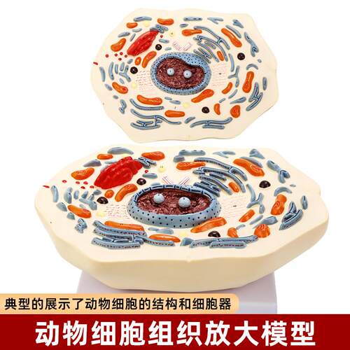 动物细胞有丝分裂亚显微结构放大模型3d成品初中生物学习演示教具