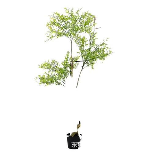 欧式风仿真植物南天竹仿真盆栽仿生绿植盆景假树造景客厅落地花艺