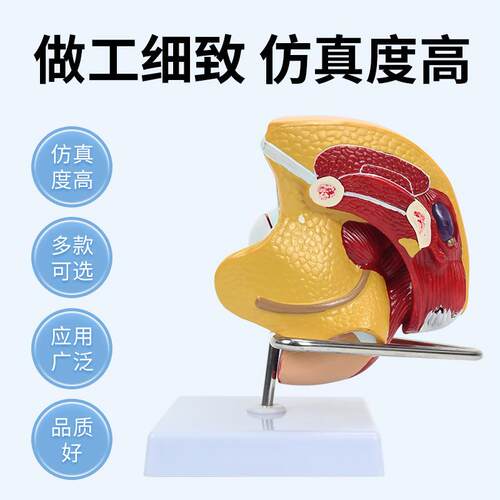男女生殖系统模型医院用泌尿系统教学模型矢状人体器官解剖模型