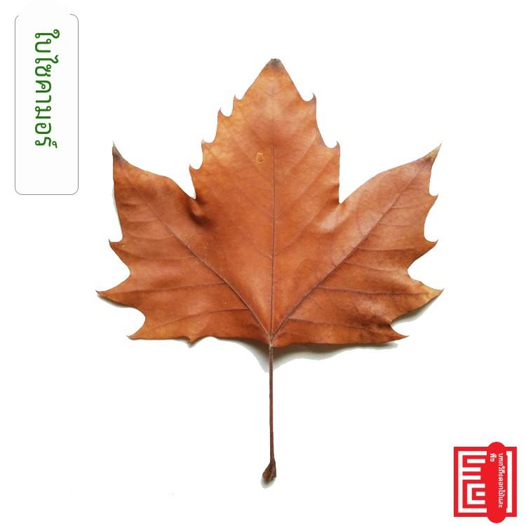 梧桐叶干树叶标本 干花覆古 落叶装饰陈列摄影道具书签平整秋叶