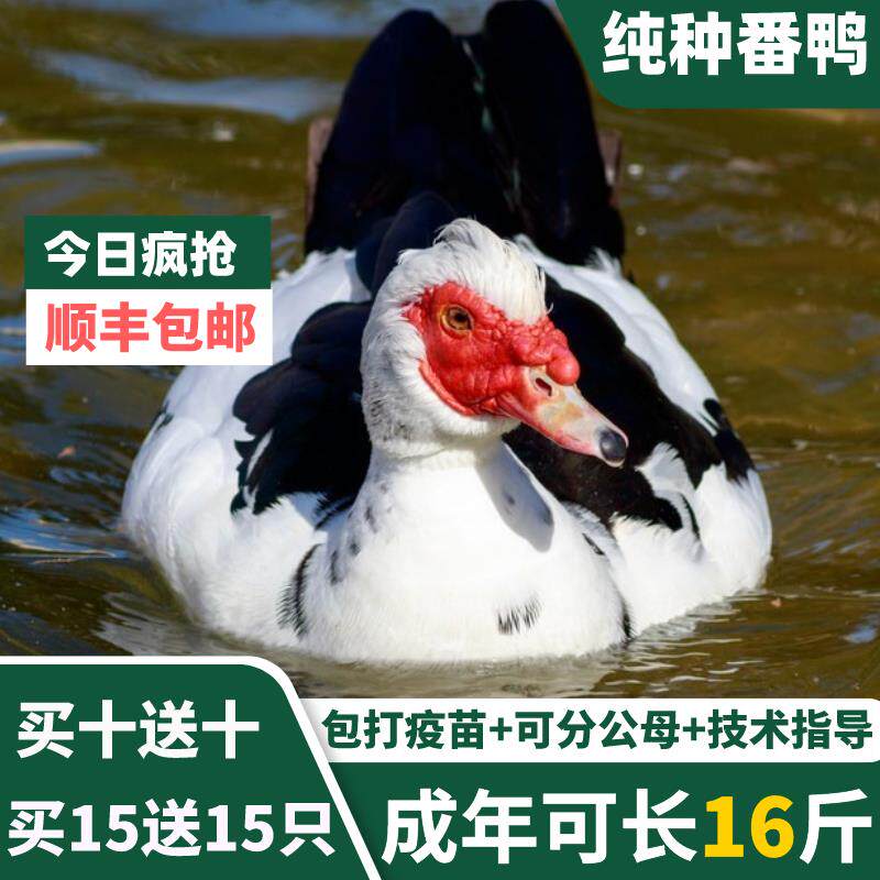 小鸭子活宠物正宗番鸭苗体黑番鸭幼苗鸭肉鸭土鸭西洋鸭鸭苗体