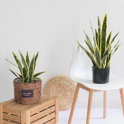 32/37Cm Sansevieria Branch Artificial Plants Indoor