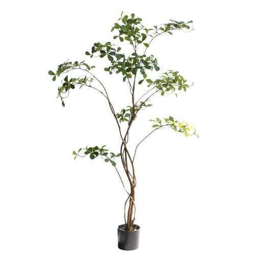 绿植物榄仁叶树客厅茶室酒店铺橱窗落地禅意造型落地磊岷