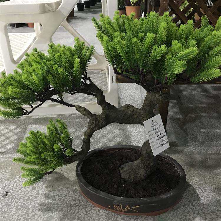 时尚桌面落地松针摆件迎客松室内室外居家摆设植物盆栽园林观景