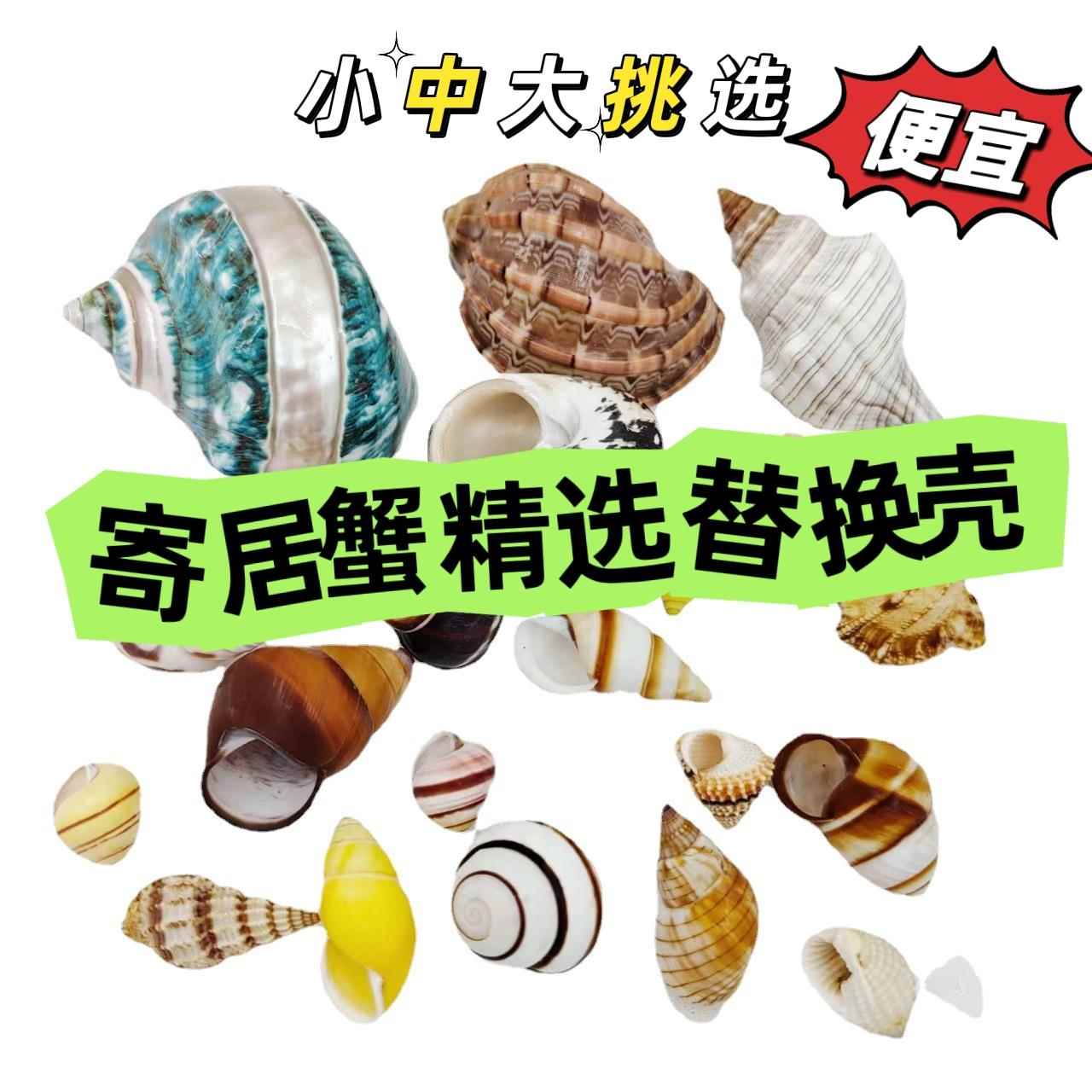 寄居蟹替换壳 天然贝壳海螺海星鱼缸造景 手工diy风铃漂流瓶摆件