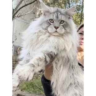 银虎斑缅因猫活体幼猫纯种俄罗斯血统巨型猫长毛猫缅因幼崽宠物猫