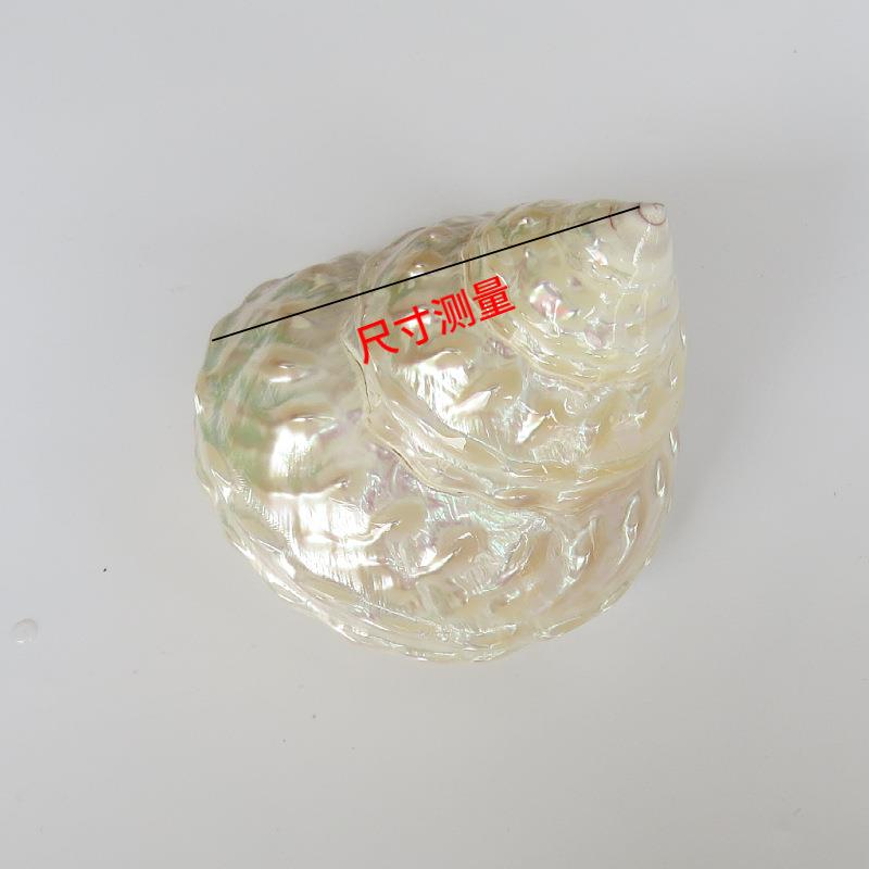 珍塔天然海螺贝壳荧光塔螺鱼缸水族造装饰创意家居螺景收717藏珠