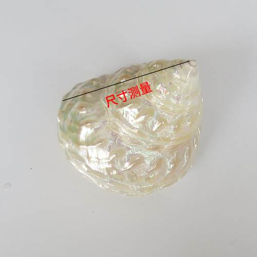 珍塔天然海螺贝壳荧光塔螺鱼缸水族造装饰创意家居螺景收717藏珠