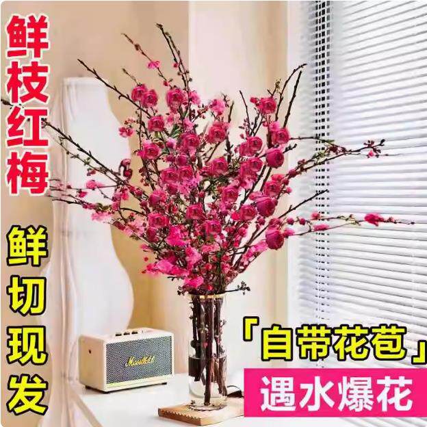 红梅干枝水培桃花鲜枝带花苞鲜花卉雪柳室内植物客厅水养冬季开花