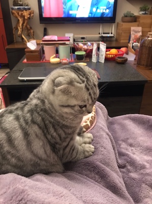 MAMIBOT扫地机器人怎么样?为何便宜是陷饼还是陷阱