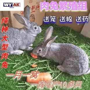 兔子活物小白非一对公母月月兔体家兔兔肉兔幼崽苗巨型种兔苗