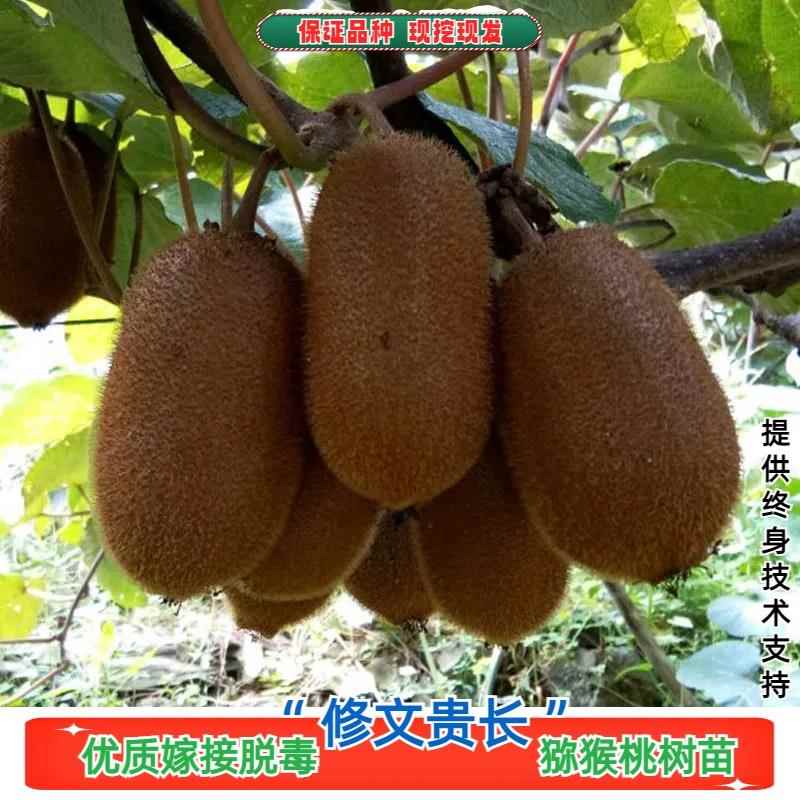 修文贵长猕猴桃树苗嫁接绿心奇异果盆栽翠玉猕猴桃苗地栽当年结果