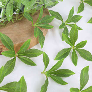 饰假绿叶塑料叶片植物配件 单片仿真6叶顶叶马醉木叶片枯树枝DIY装
