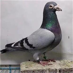 灰色 观赏鸽 活体中短嘴鸽子大鼻子观赏鸽灰色种鸽灰色包邮