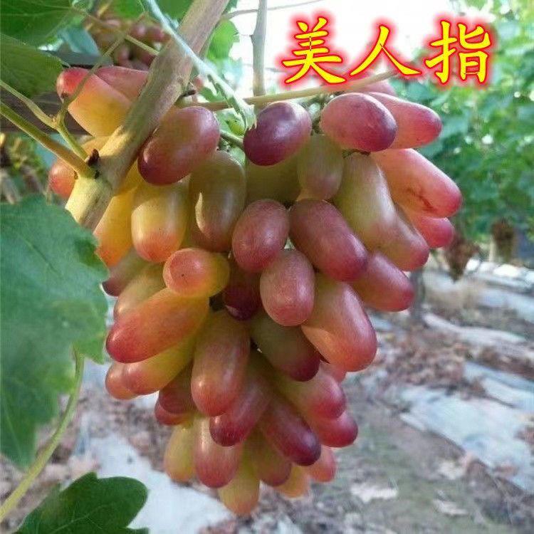 新品种美人指葡萄苗爬藤葡萄苗庭院南北方种植无核葡萄当年结果