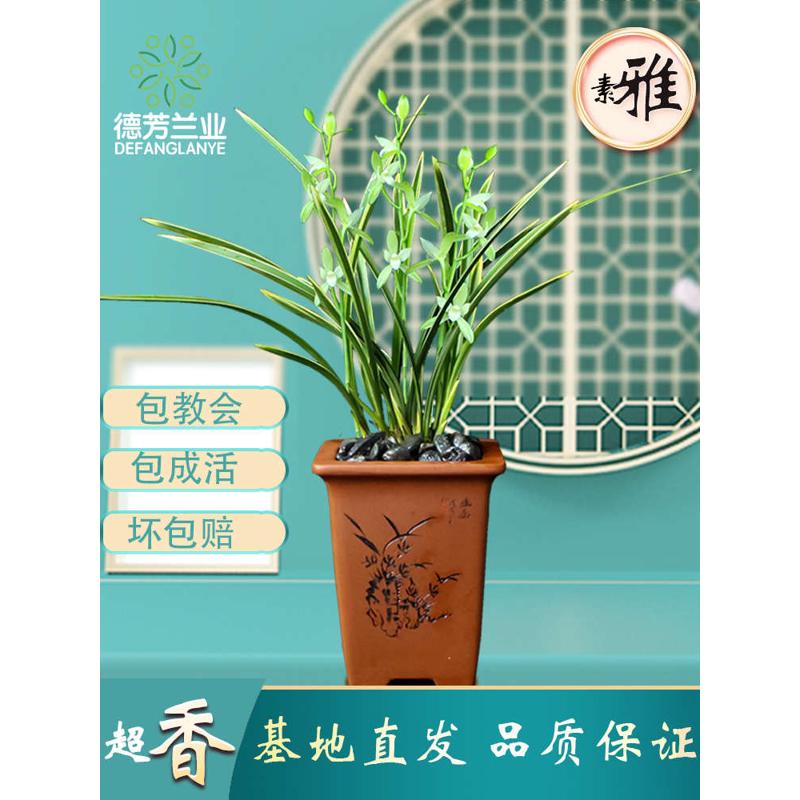 兰花金边兰花浓香型四季建兰素心 铁骨锦旗 四季室内花卉绿植盆栽