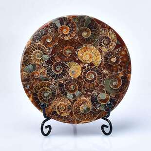 马达加斯加菊石螺盘化石风水摆件招财招财聚财海螺化石切片装饰SS