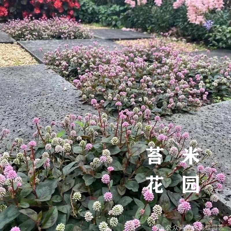 头花蓼盆栽多年生耐寒耐热多年生宿根地被植物喜阳耐半阴多季开花
