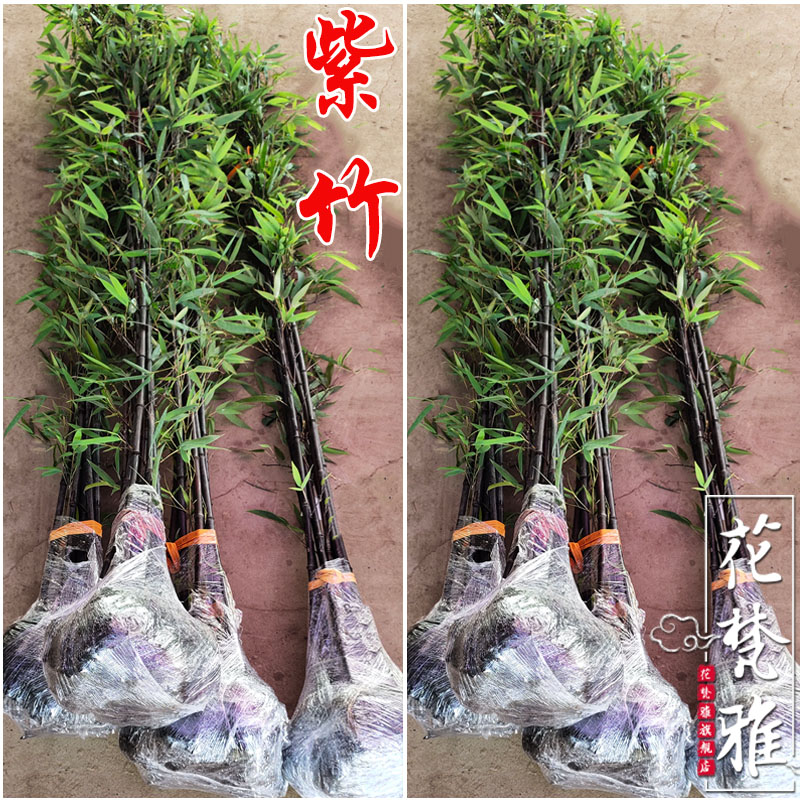 紫竹苗矮化名贵品种黑乌竹子庭院户外四季室内盆栽北方耐寒竹子苗