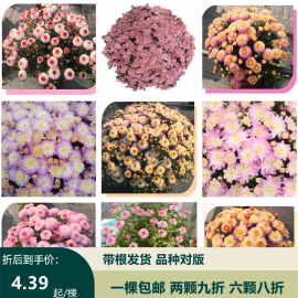 花园球菊 猫眼球菊苗糖果甜心 千头菊花苗盆栽植物易爆盆