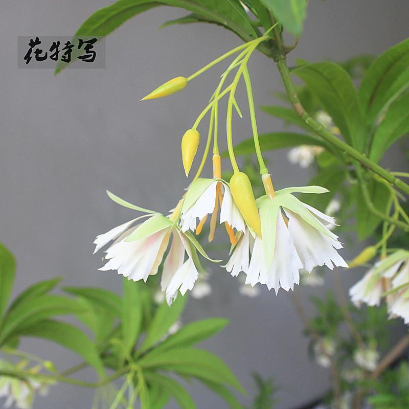 高端彷真绿色物植物水石榕酒店名宿大客地厅店铺茶橱室窗落花JIP
