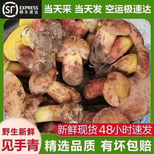 云南野生菌见手青菌牛肝菌新鲜野生见手青新鲜上市顺丰速运