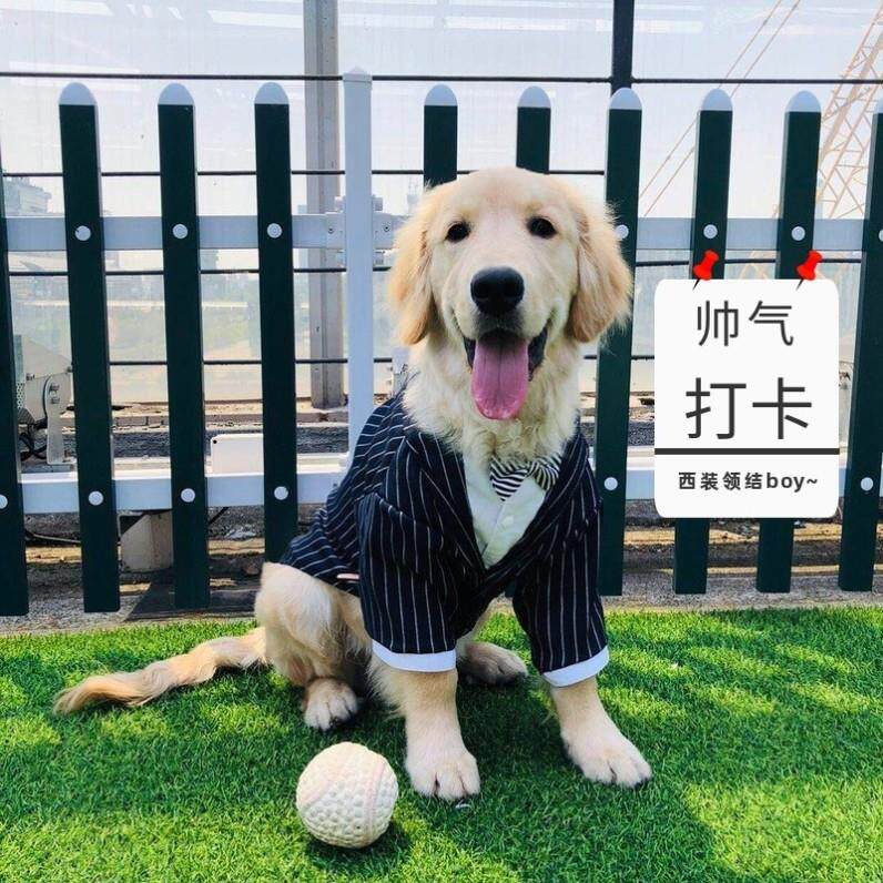 狗狗结婚喜庆衣服西装西服礼服萨摩耶拉布拉多边境牧羊犬金毛大型