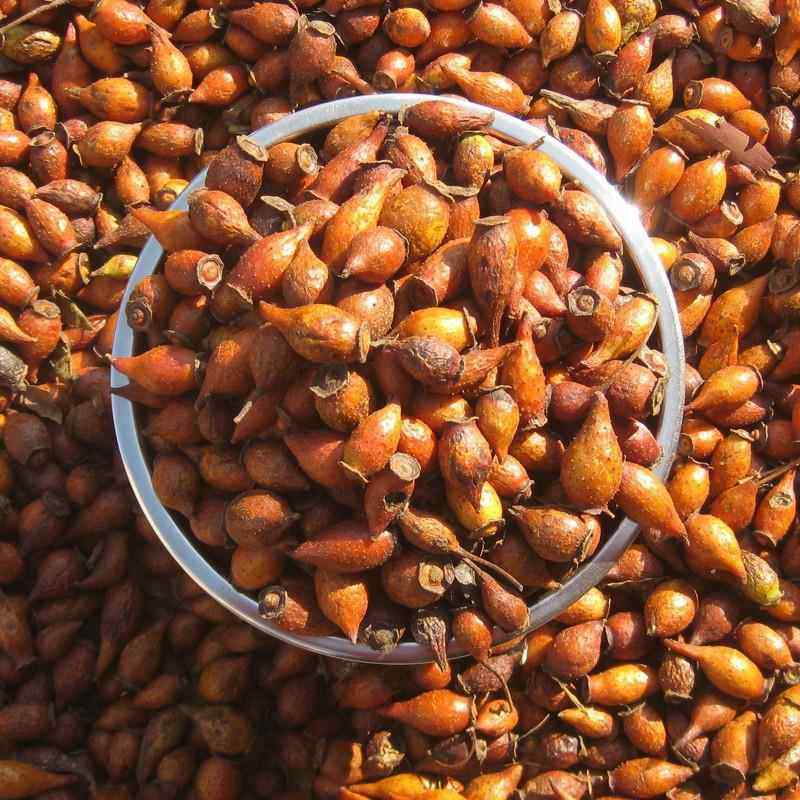 新晒金樱子干新货刺果刺梨金英子500g包邮泡酒煲汤广东梅州