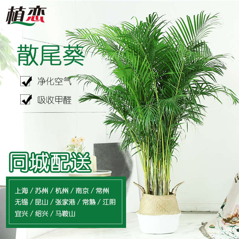 散尾葵绿植 大型盆栽盆景办公室内椰子植物凤尾竹大厅高大堂北欧