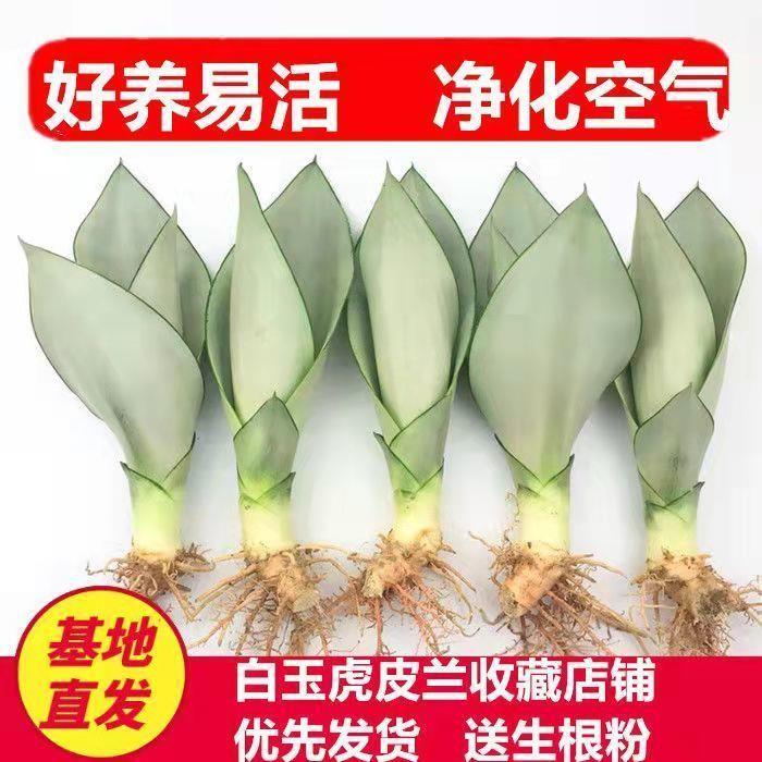 白玉虎皮兰绿植室内盆栽办公室吸甲醛防辐射多肉植物卧室客厅好养 鲜花速递/花卉仿真/绿植园艺 水生植物 原图主图