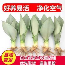 白玉虎皮兰绿植室内盆栽办公室吸甲醛防辐射多肉植物卧室客厅好养