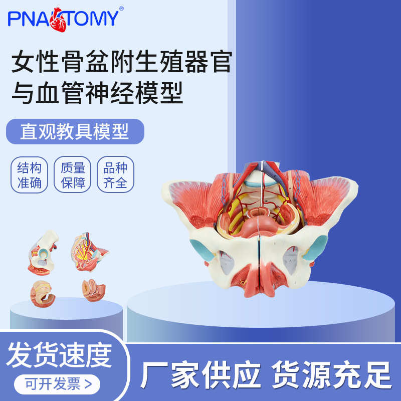PNT-0591  供应人体女性骨盆附生殖器官与血管神经教学模型