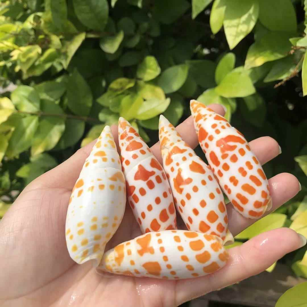 天然贝壳海螺红笔螺锦螺鱼缸水族造景拍摄道具摆件家居装饰品标本