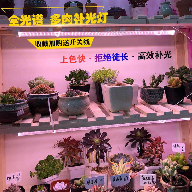 多肉补光灯防徒长多肉上色家用全光谱红蓝色的花卉育苗led植物生