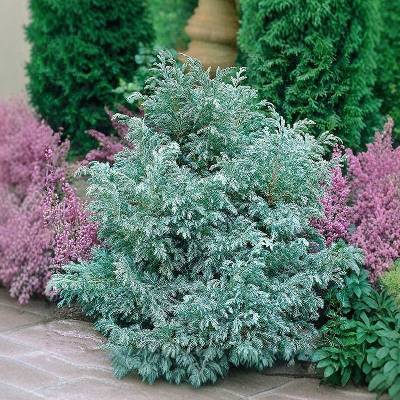 蓝代发湖景观波植物常绿四季庭院花镜长青一件盆栽柏蓝色尔瓦树苗