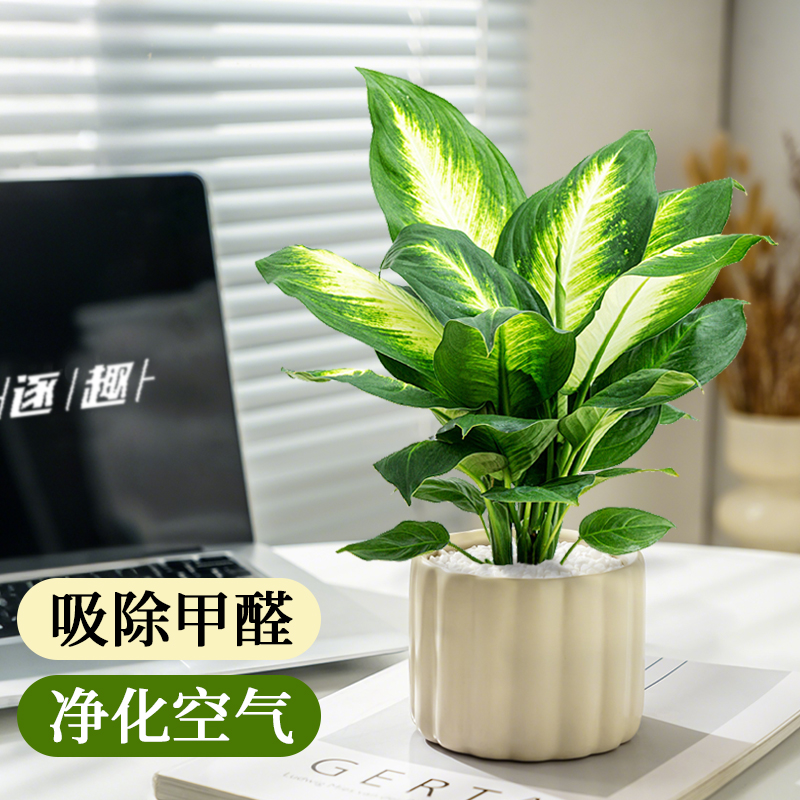 万年青绿植盆栽办公室内客厅玛丽安大盆植物四季常青除甲醛好养活