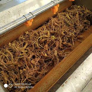 大型去杂质清洗机不锈钢带鱼去麟机海鲜类清洗机现货试机