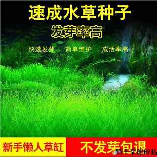 水草种子鱼缸造景套餐增氧小对叶草籽草缸牛毛草迷你前景草籽草坪