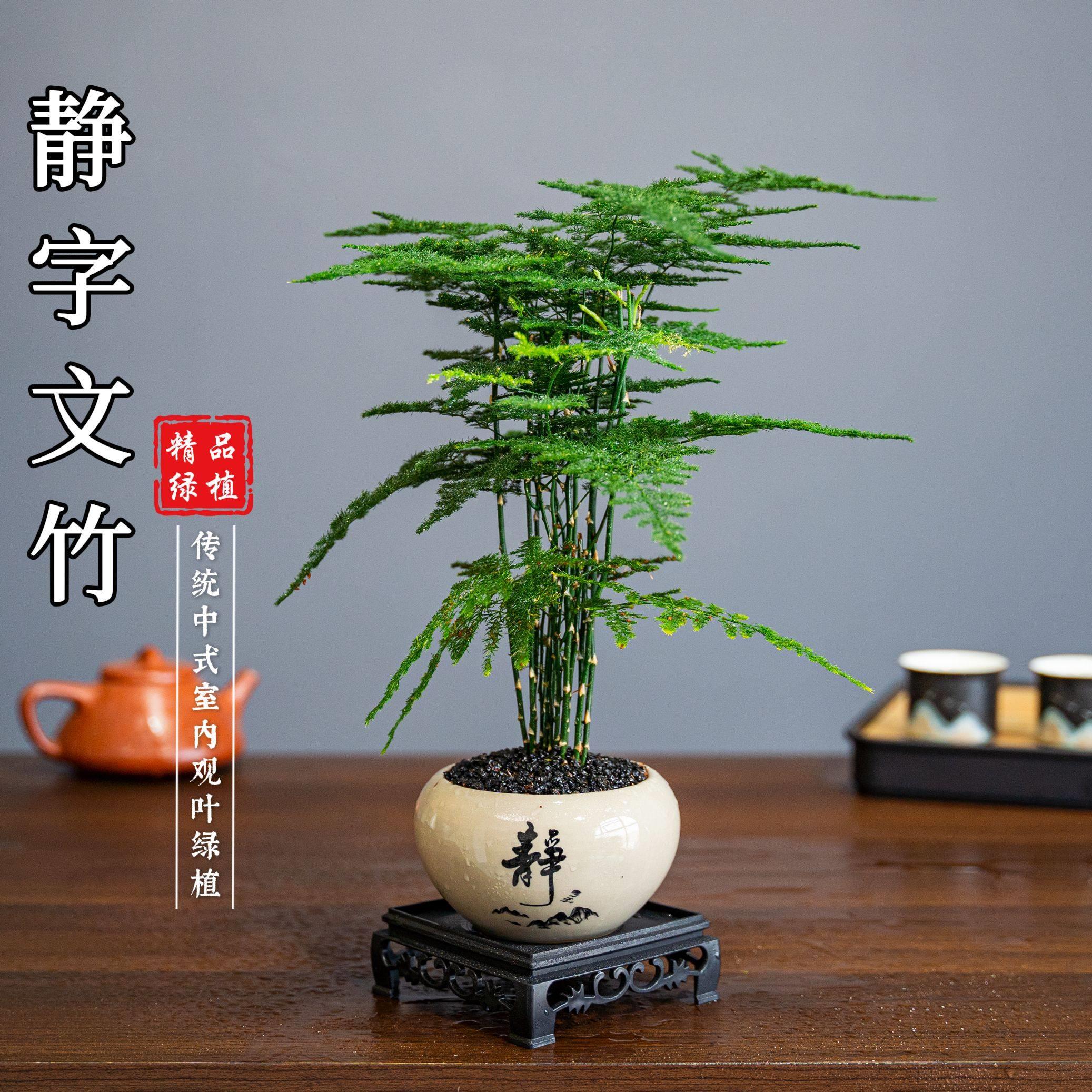 文竹精致盆栽植物室内绿化四季迷你办公室绿植
