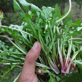 蒲公英种子四季婆婆丁种籽(丁种籽)春秋，冬季野菜盆栽阳台蔬菜菜孑青菜大全