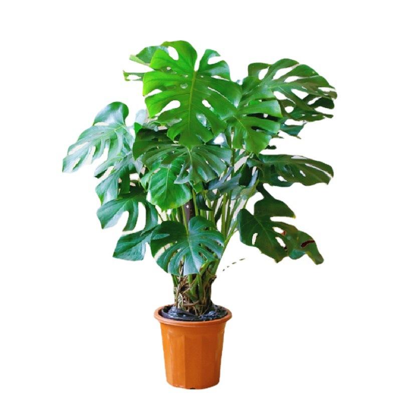 水培龟背树苗盆栽成品组合盆栽