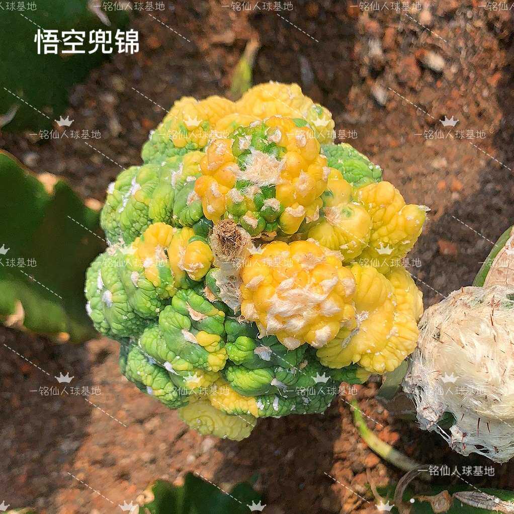 龟甲美纹兜锦悟空兜精品易开花无刺仙人球趣味易养会开花绿植盆栽