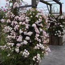 呼吸香水中苗微风香水开 花机器藤本盆栽地栽大苗抗病蔷薇月季花