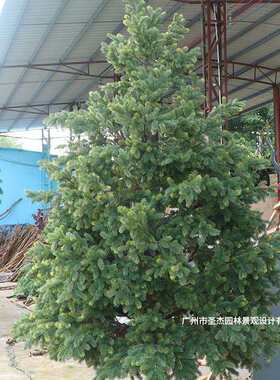 热销仿真南洋杉树室内外装饰人造树玻璃钢园林景观造景摆设仿真树