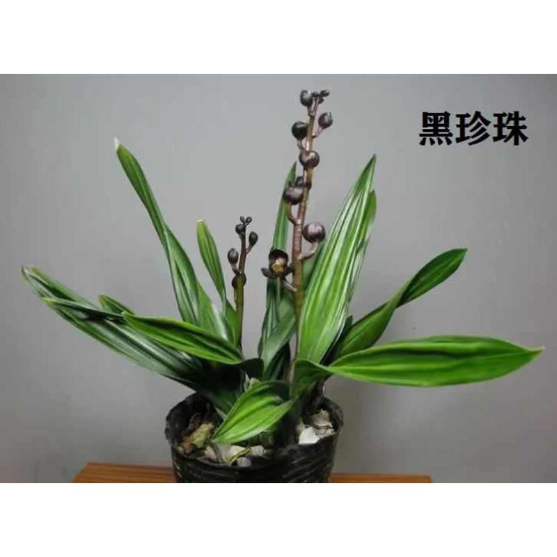 墨兰矮种铭品黑珍珠带花盆兰花苗荷瓣浓香花
